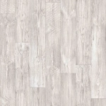 targo australian pine 1
