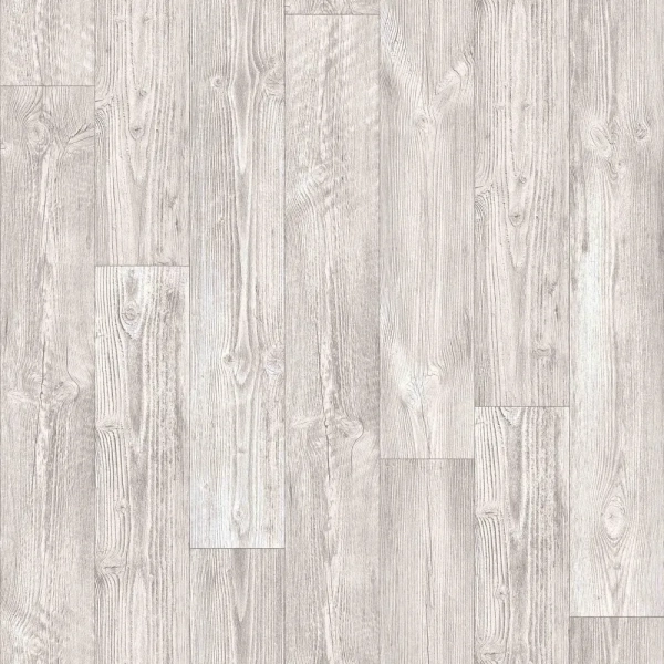 targo australian pine 1